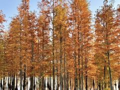 -白鹭湾湿地公园