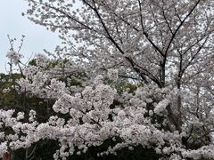 -顾村公园