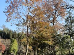 -塔川景区