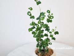 -卓花境Flowerwonderland花店