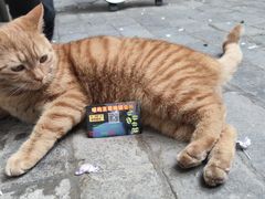 -喵屿·大理花园猫咖