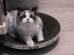 -猫大福·Fortune Cat猫舍(百子湾店)