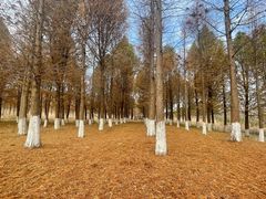 -泗洪洪泽湖湿地景区