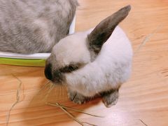 -藦茜花园宠物主题亲子互动体验馆(国顺东路店)