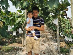 -马陆小张葡萄园农家乐