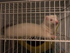 -雨林宠物医院 非犬猫异宠专科