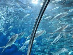 -上海海洋水族馆