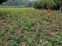 -大兴滨河森林公园