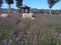 -羊亭河湿地公园