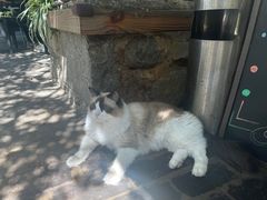 -喵屿·大理花园猫咖