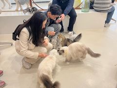 -共舞时光猫咖·狗咖(新街口店)