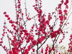 -常德桃花源景区
