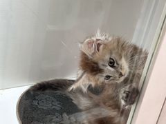 -青奢宠物·青奢猫舍