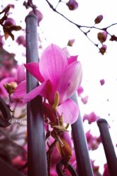 -北京大学第一医院妇产儿童医院