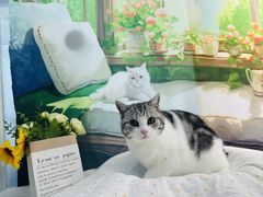 -爱洗澡的猫(望京店)