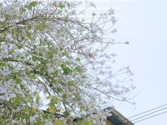 -溪岸路花鸟市场