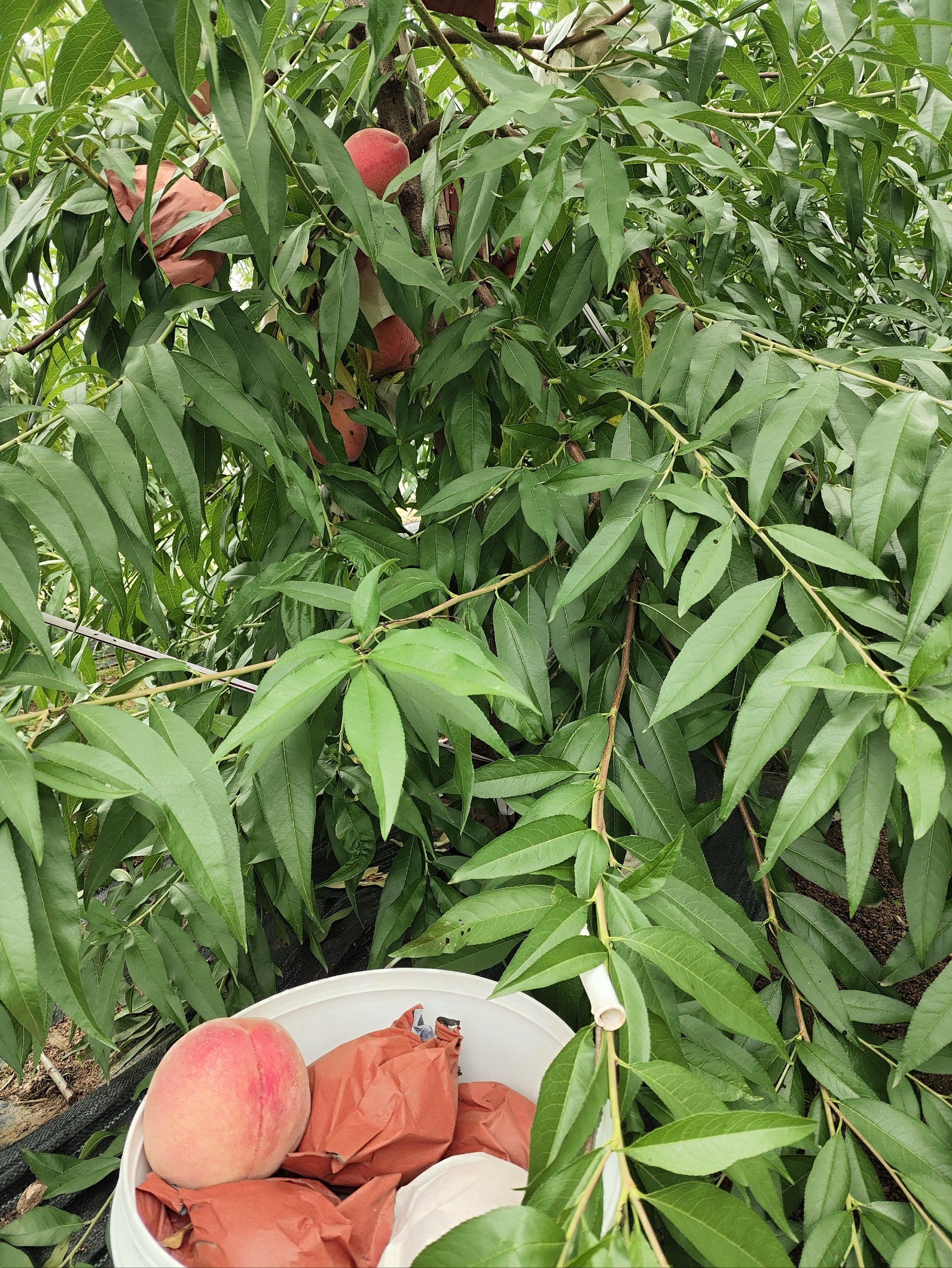 天天领红包 去年刚栽的小桃树,没想到今