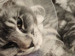 -荔康动物医院(康王北路店)