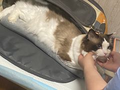 -爱派特动物医院·全科诊疗中心