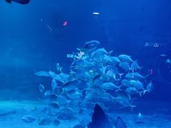 -烟台海昌鲸鲨海洋公园