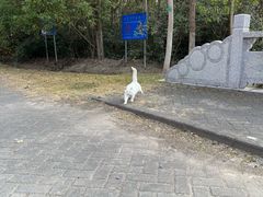 景点-上海海湾国家森林公园