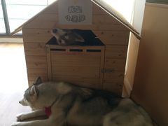 -Husky Go! 哈士奇体验馆·宠物咖啡厅狗咖