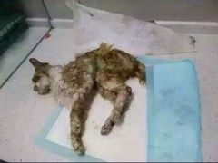 盛京一禾-盛京一禾