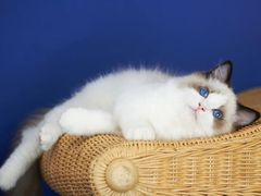 布偶猫-糯米喵星人·撸猫猫舍咖啡馆(西市场嘉华店)