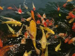 -龙悦湾酒家·八阵鱼生·渔人码头店