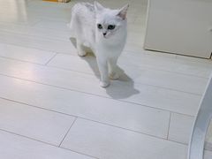 -喵的天空名猫咖啡馆·撸猫·猫舍·用品
