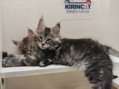 -十年猫舍·猫咪专门店(普陀店)