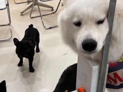 -共舞时光猫咖·狗咖(新街口店)