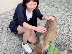 -鹿境梅花鹿生态园区