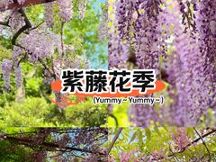 -嘉定紫藤园