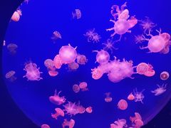 -江和美海洋公园