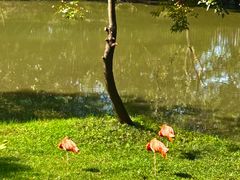 -合肥野生动物园