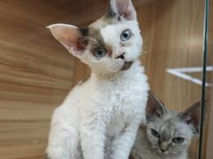 -猫十亿·布偶金渐层·曼基康矮脚猫舍(青年路店)