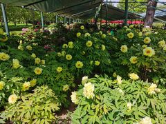 -洛阳市隋唐城遗址植物园