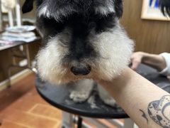 -鑫艺宠物美容培训学校