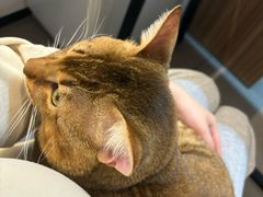 -御宝贝·A梦猫科宠物医院(国际猫友好医院)