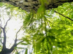 -上海共青森林公园