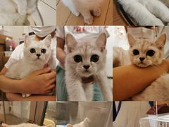 -猫大福·Fortune Cat猫舍(百子湾店)