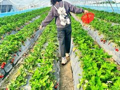 -喜杨洋草莓采摘园