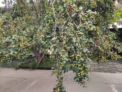 -华声天桥民俗文化园