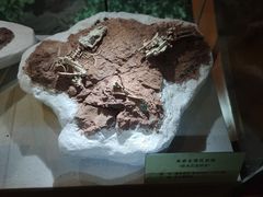 -河南自然博物馆