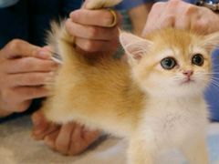 -御宝贝·A梦猫科宠物医院(国际猫友好医院)