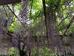 -嘉定紫藤园