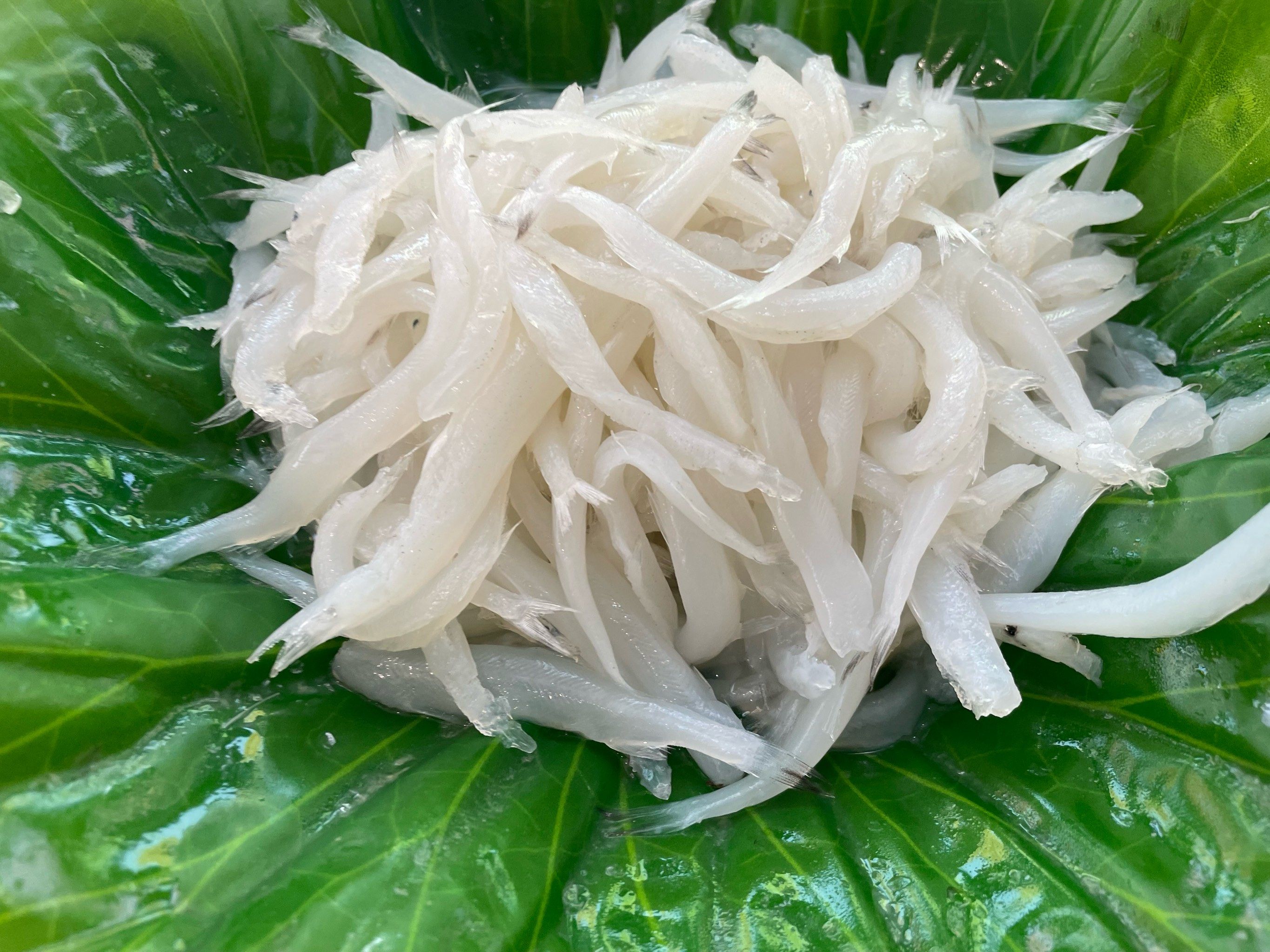 《福成厚的干炸江虾与干炸银鱼的美味邂逅》