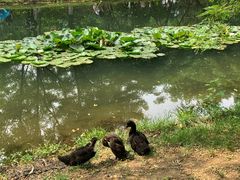 -长白岛森林公园