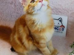 -十年猫舍·猫咪专门店(普陀店)